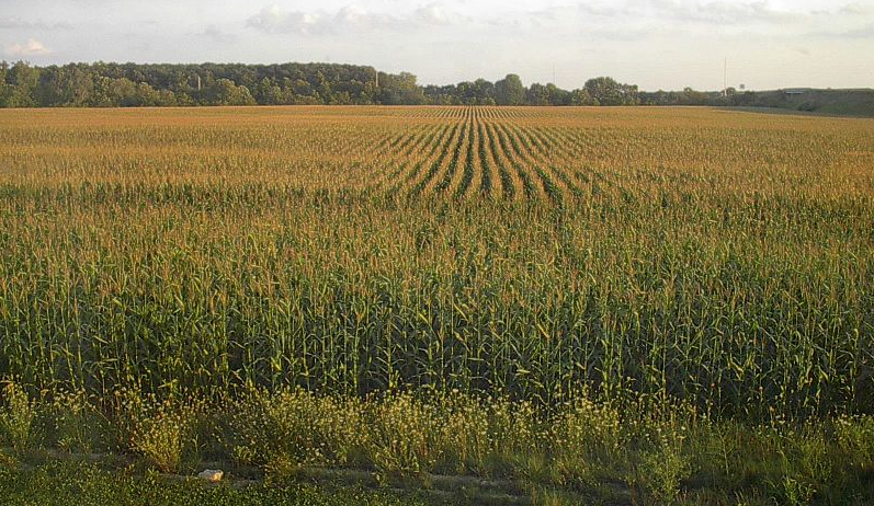 Indiana Cornfield