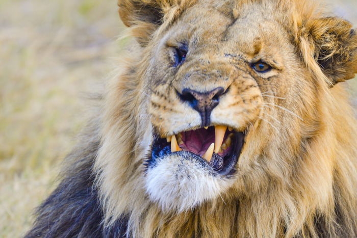 Broken Lion