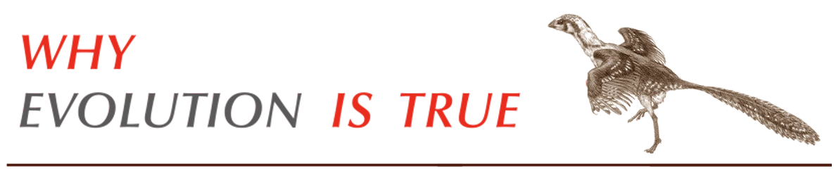 Weit Logo 1188 240