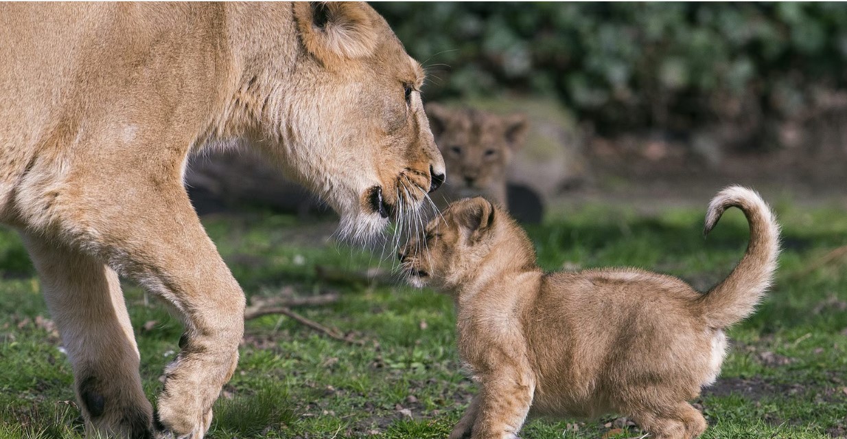 Lion